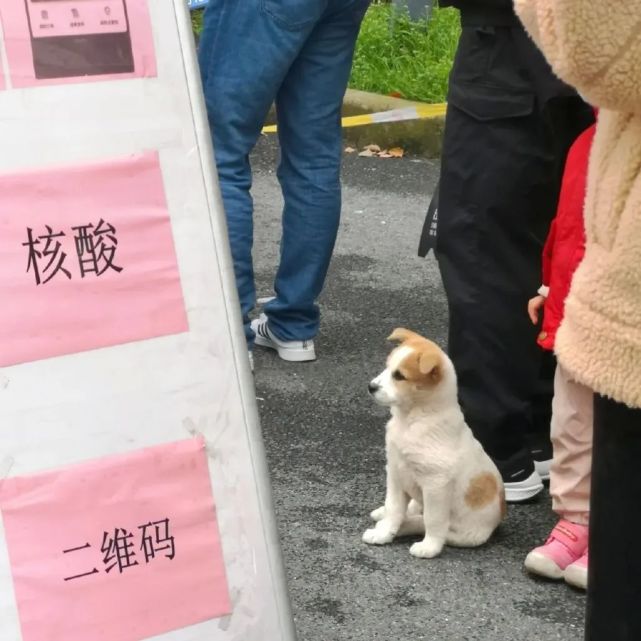 一些做核酸的小可爱们