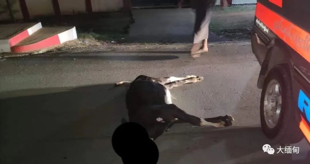 意外缅北腊戌一男子骑摩托车撞死一头牛自己受重伤