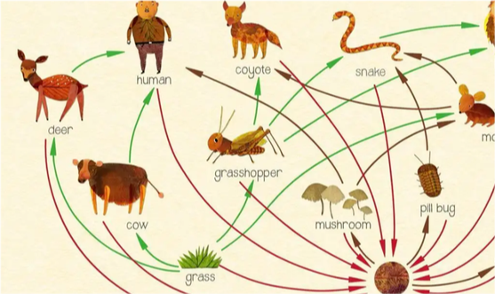 科学家警告各种迹象表明地球或许正进入第六次生物大灭绝