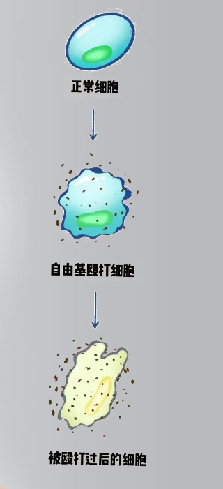 其中就跟自由基抢夺正常细胞的电子有关系例如为什么身上会出现一些