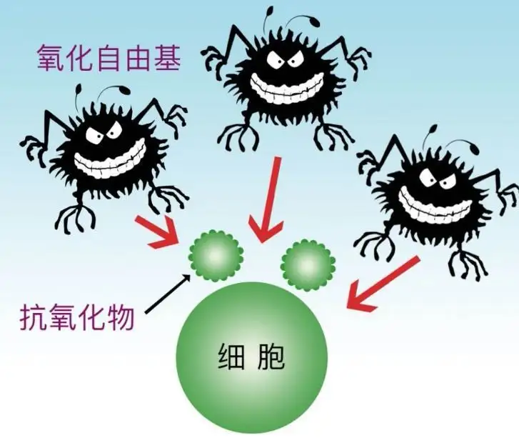 就先讲到这里,希望对大家了解自由基和身体健康的关系有更多帮助