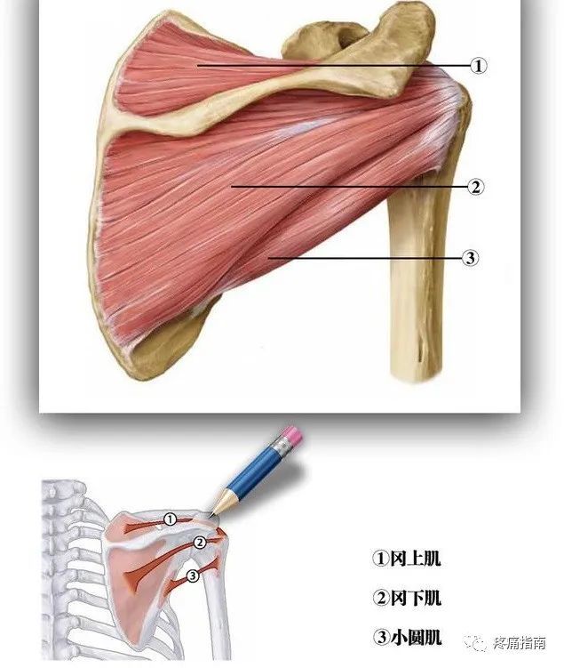 肩关节疼痛之肩袖的解剖