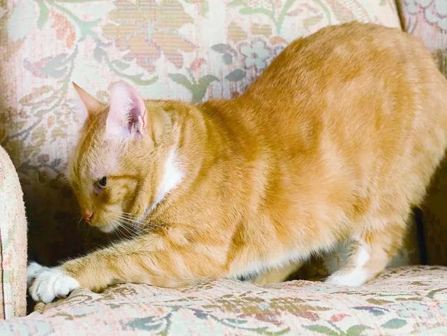 梦到被猫抓挠，解析梦境中的神秘信号与心理暗示