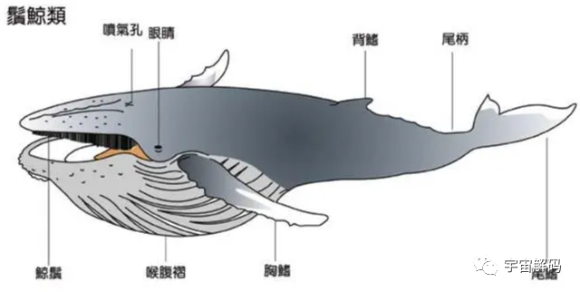 须鲸类结构别看鲸鱼长得大,它的食物可是很小,都是些海洋中不起眼的