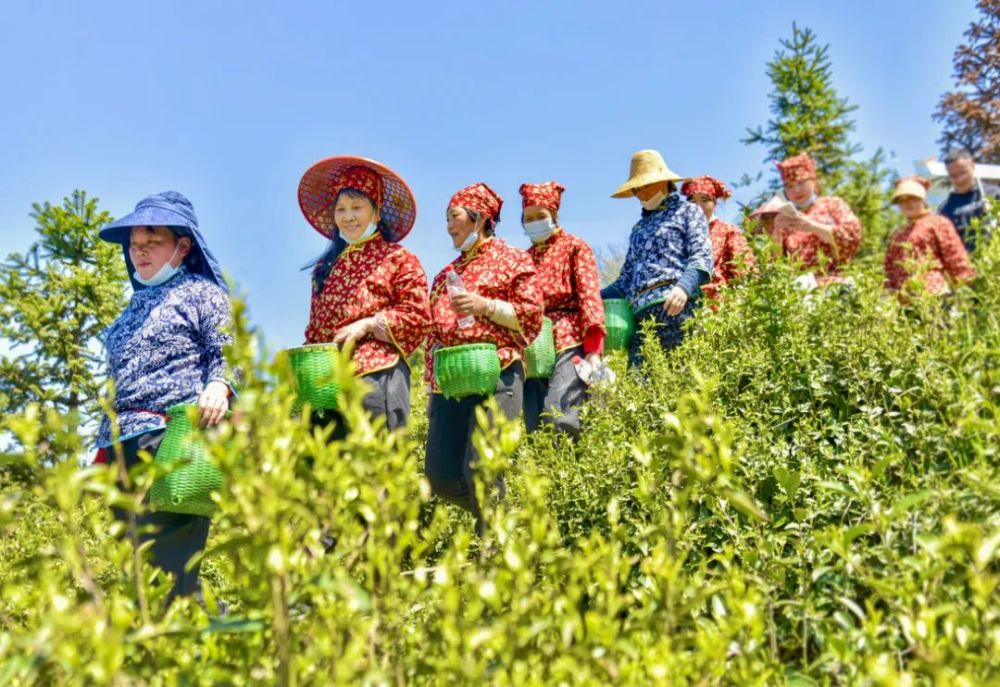 婺城数字赋能箬阳龙珍点绿成金助民增收