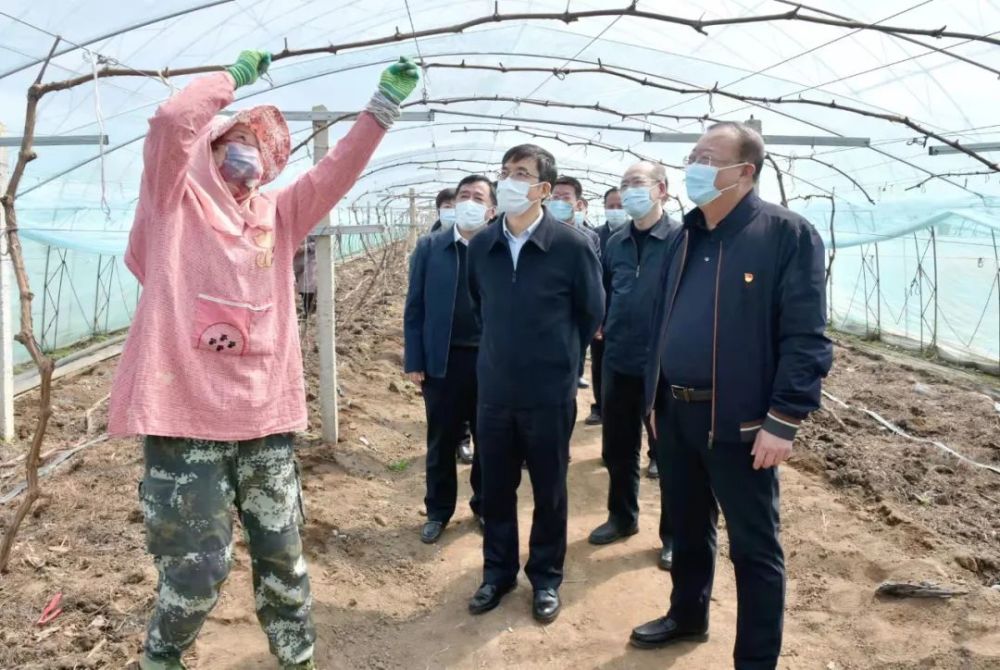 走进本溪绿康农产品种植有限公司的葡萄种植大棚,熊茂平与正在大棚中