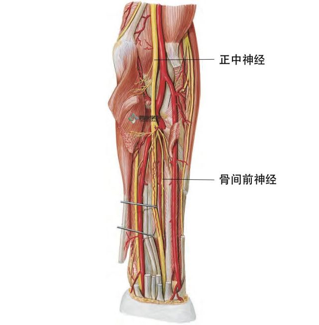 正中神经应用解剖