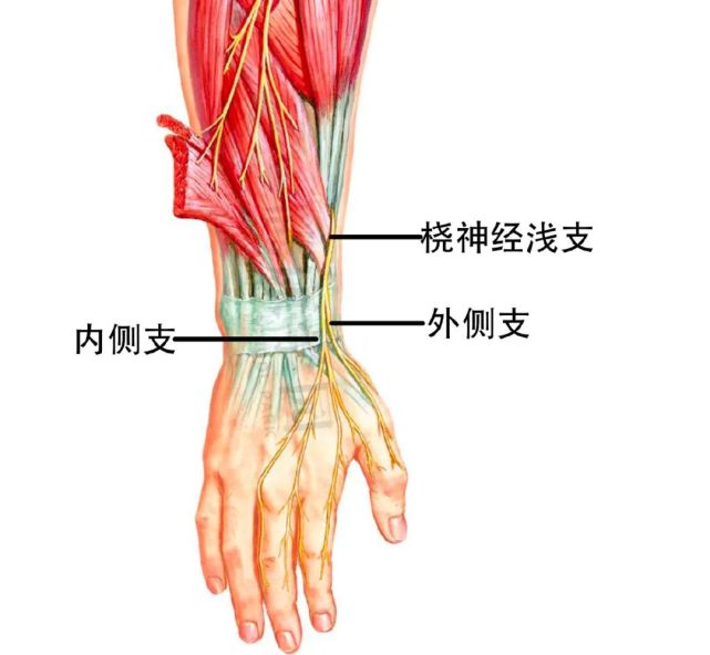 虎口区疼痛神经学诊疗思路