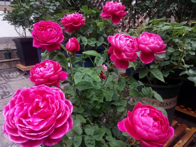 阳台养月季花,就选"妖花玛丽",花似牡丹,又美又香,多季花开