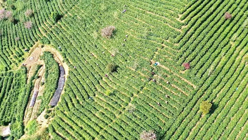 茶园一年里最热闹的时候茶叶年产量达一万多斤约有茶田300多亩在汀溪