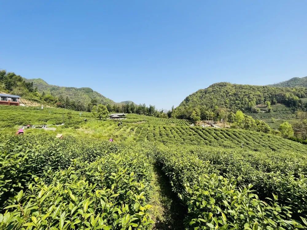 泾县是著名的绿茶之乡山区茶园密布所产绿茶久负盛名除了在汀溪乡其他