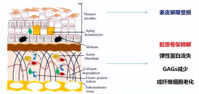 在皮肤真皮层存在成纤维细胞,主要负责分泌透明质酸,胶原蛋白,弹性
