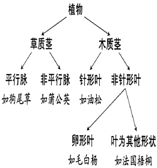 2.利用二歧分类法对植物进行分类1.