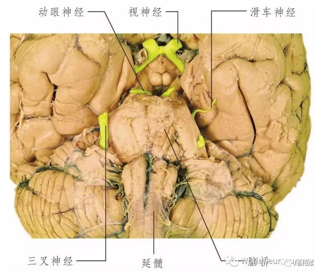 彩图经典版│脑神经和脑神经核解剖
