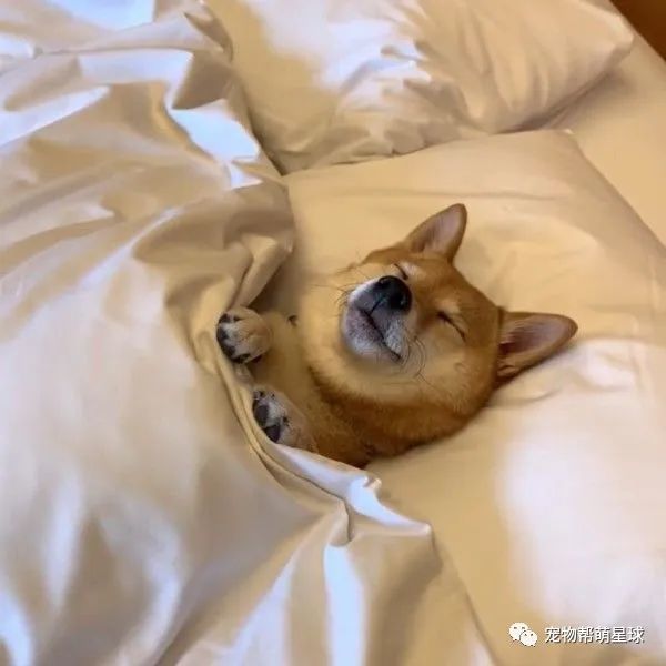 柴犬躺在床上睡觉太舒服露出了谜一样的表情这也太可爱了