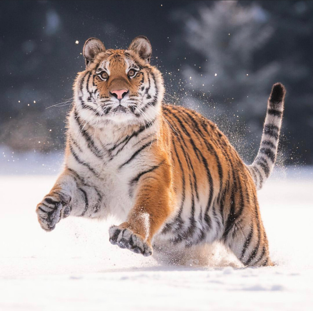 世界最大的猫科类动物:西伯利亚虎蓝鲸不但是最大的鲸类,也是现存