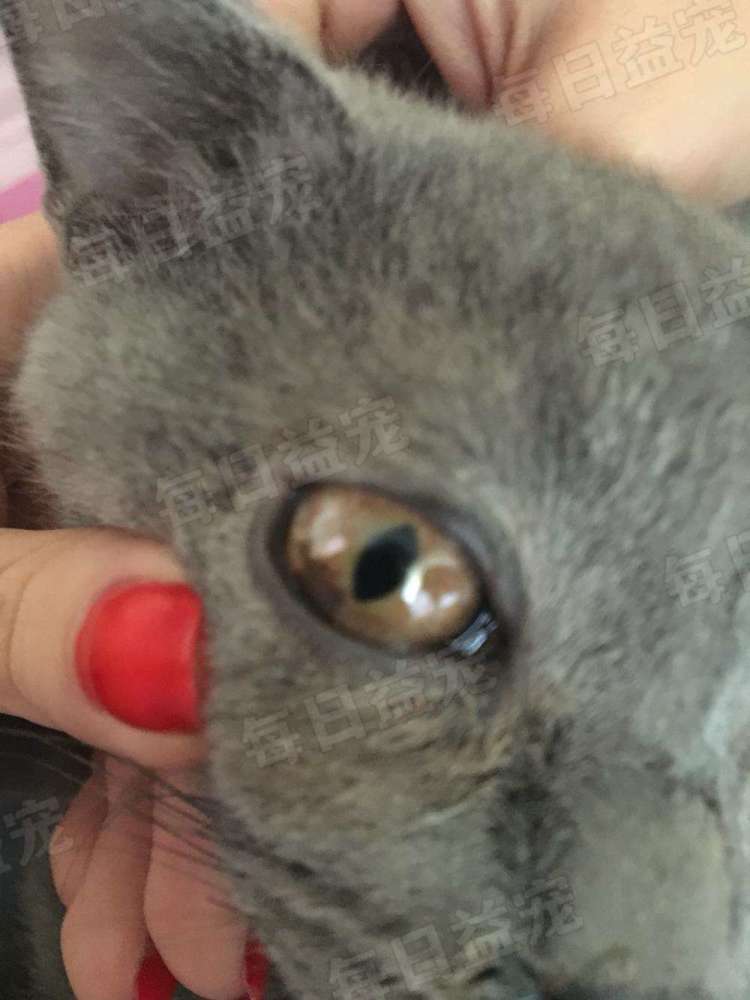 猫咪患上了虹膜黑色素瘤,并且已经到了后期,细胞扩散的速度很快,如果