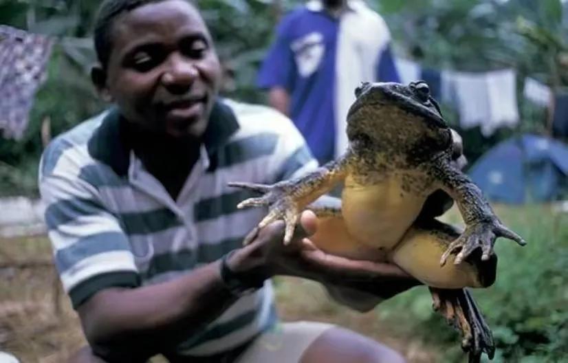 非洲巨蛙和猫头鹰有共同的习性,都是白天休息晚上活动的生物,非洲巨蛙