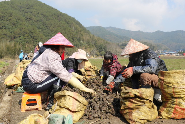 福建浦城:盘活家乡土地 乡亲们一起"土里淘金"