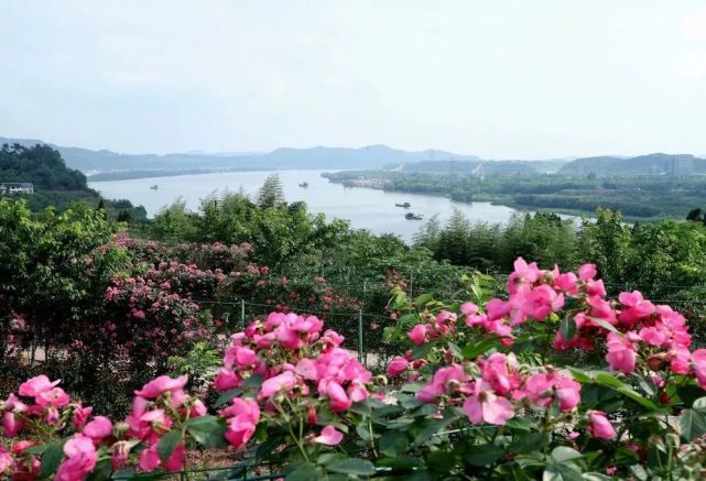 仅供参考南充市高坪区都京街道永安村澜岭江花【景区地址】早上09:00