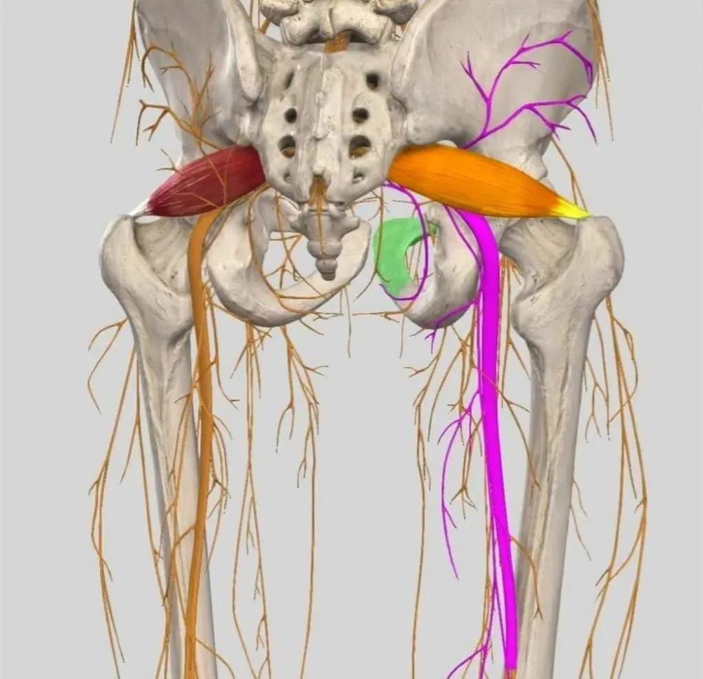 最主要的就是坐骨神经,臀上神经,臀下神经,如上图中紫色结构;支配着