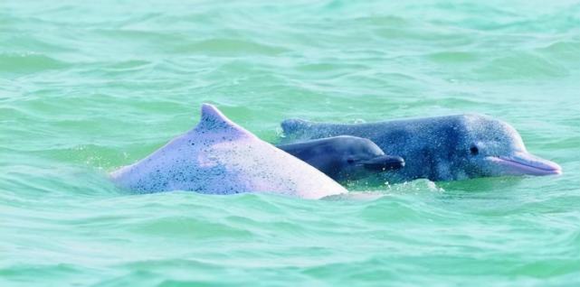 超30头中华白海豚出现在湛江海域,水中嬉戏十分罕见