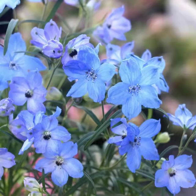 蓝盆花'诱惑'的日间理想生长温度一般在15-25℃左