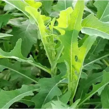 植物们都开始新一季度的生长有许多野生的蔬菜也都开始出现春天来到