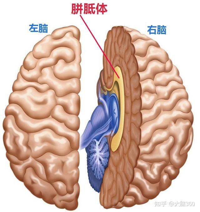 "把脑袋劈开真能事半功倍-浅谈割裂脑实验