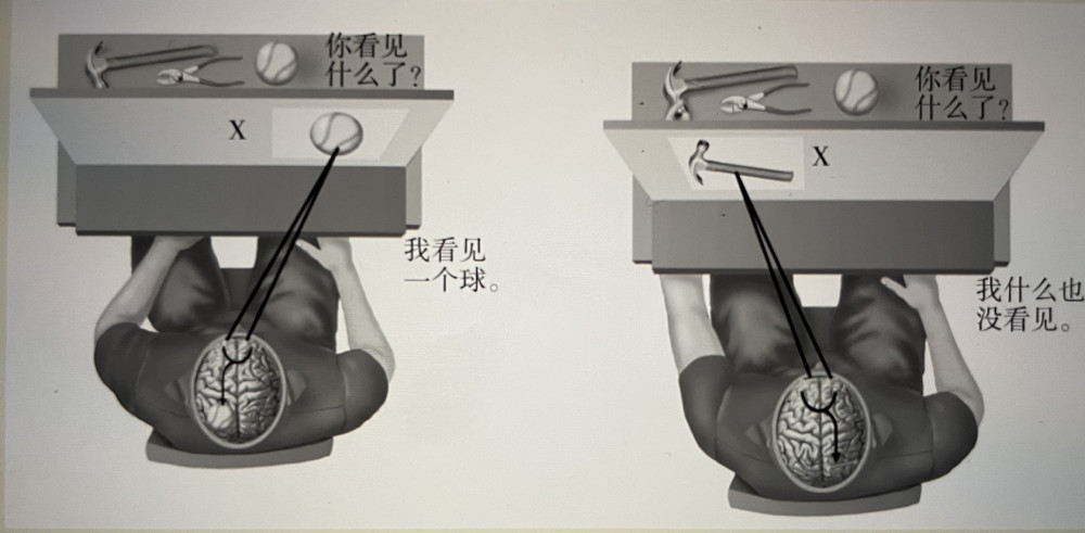 把脑袋劈开真能事半功倍浅谈割裂脑实验