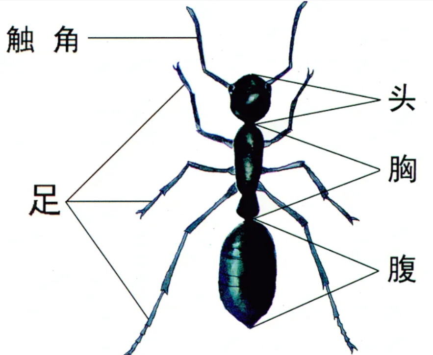 从某种意义上来讲蚂蚁才是地球上进化得最完美的生物没有之一