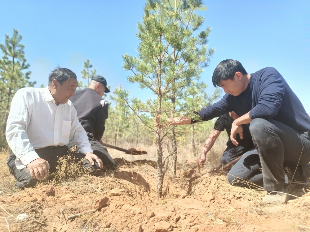 荒漠中铸就绿色长城治沙英雄石光银让沙窝变金钵钵