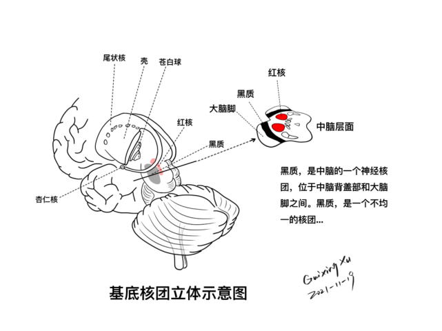 基底核与基底节区解剖与定位