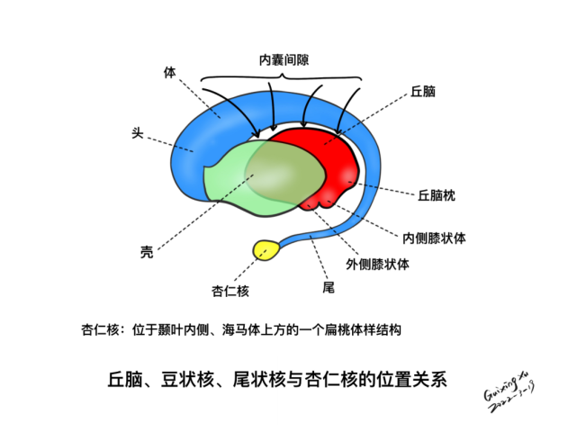 核与杏仁核的位置关系基底核,丘脑的血供广义的基底核 四核 红核