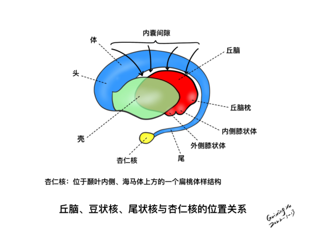 丘脑的血供广义的基底核 = 四核   红核   黑质   丘脑底核冠状位