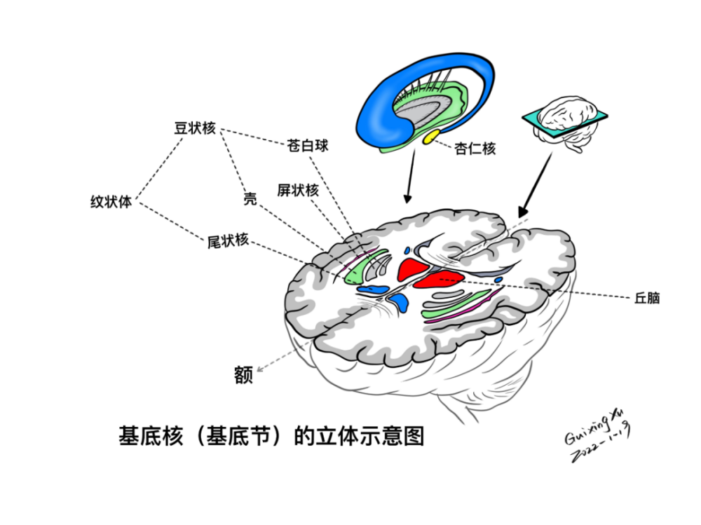 基底核与基底节区解剖与定位