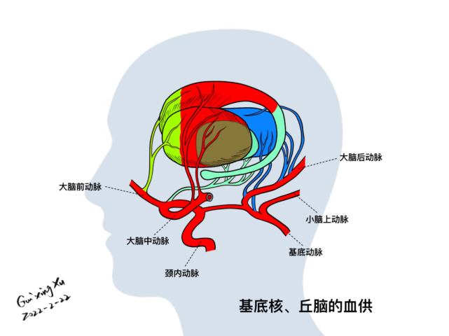 四核 红核 黑质 丘脑底核冠状位:基底核与丘脑,脑室的位置