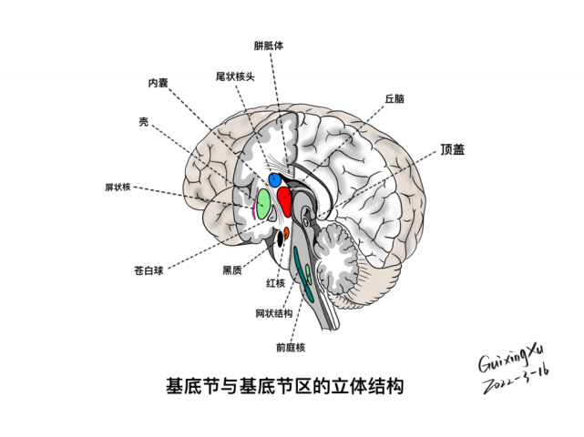基底节与基底节区的立体结构基底核团立体示意图基底核在脑中的位置及