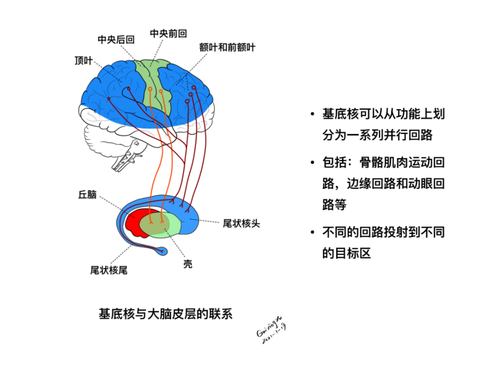 基底核与大脑皮层的联系基底核与内囊构成示意图尾状核,豆状核和杏仁