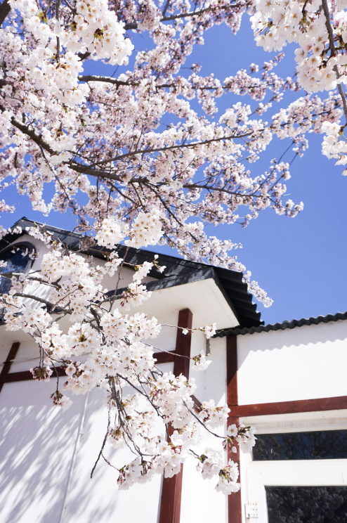 大连旅顺樱花季4月中旬如约而至