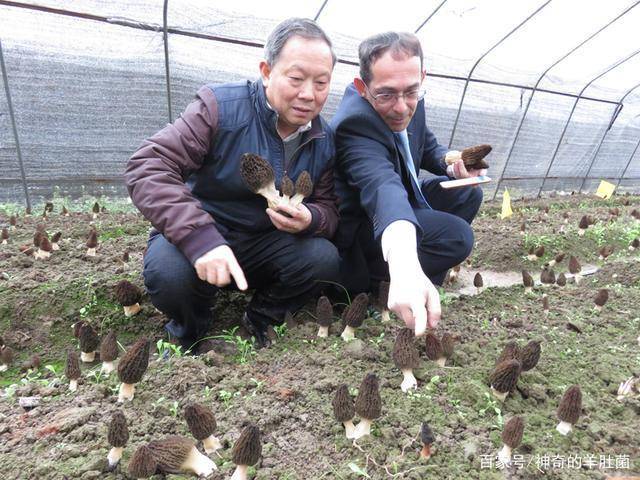 羊肚菌栽培技术发明人朱斗锡教授讲解要想种好羊肚菌必须掌握六大要素