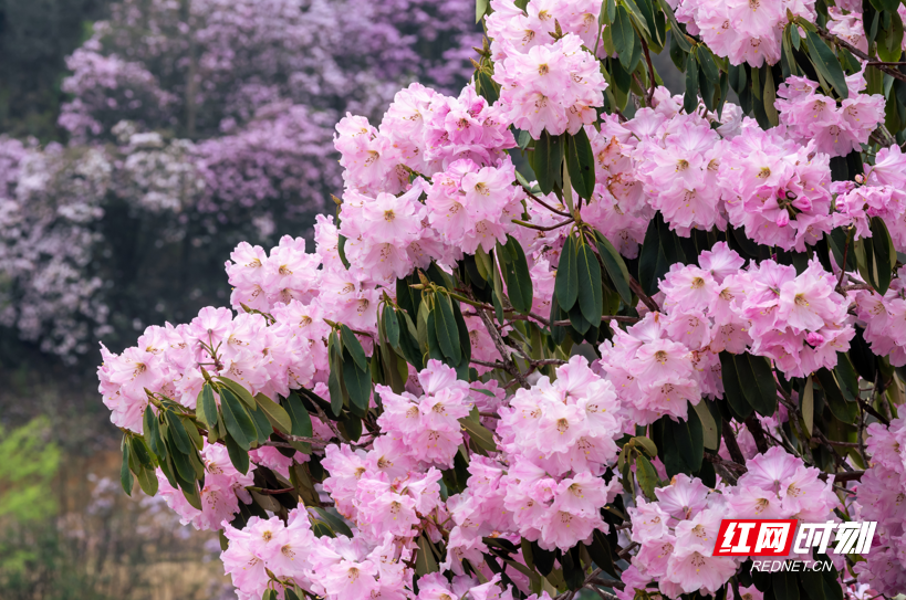 炎陵云上大院赏花步入杜鹃档明日与你有约