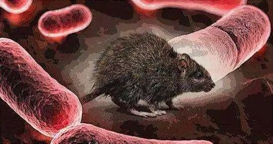 鼠疫的症状 腾讯网