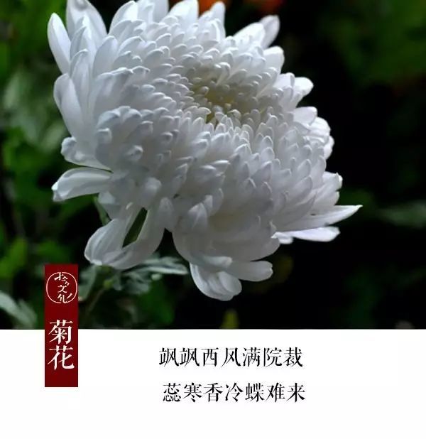 九月月令花:菊花花神:陶渊明相传某年九月九重阳节至,陶渊明枯坐在宅