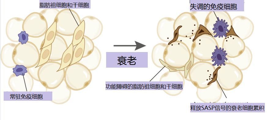 衰老从脂肪开始延缓肉肉老化增加生命长度我们可以这么做