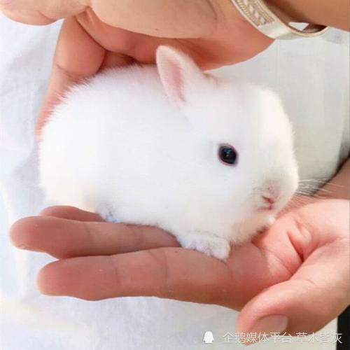 世界上最小的宠物兔侏儒兔娇小可爱萌化人心