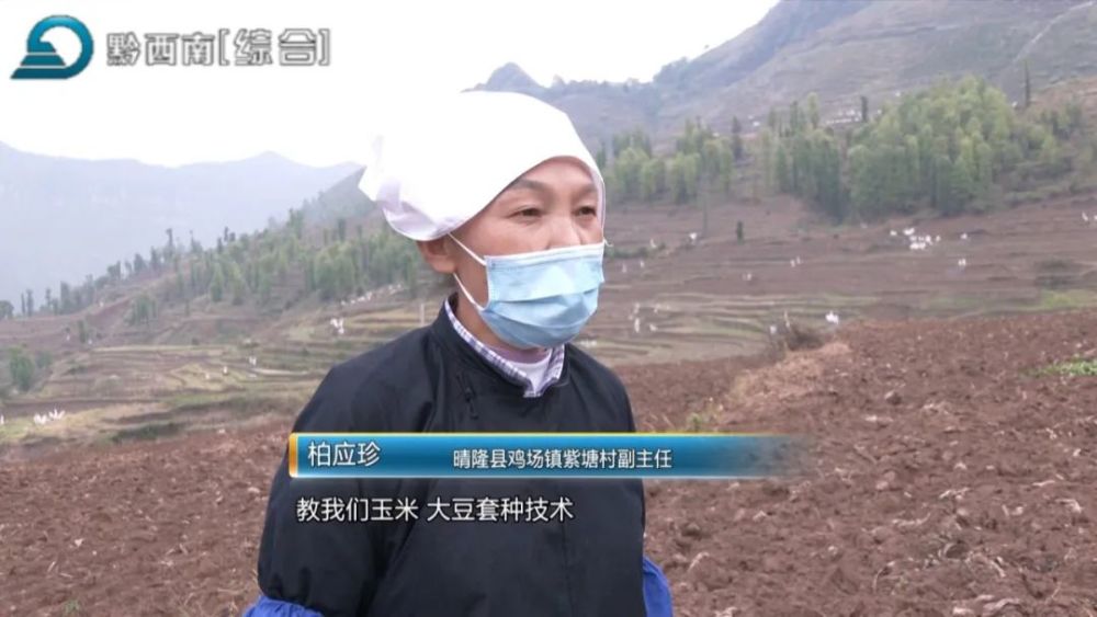 (晴隆县鸡场镇紫塘村副主任 柏应珍:今天,县里面来到我们基地里面,教