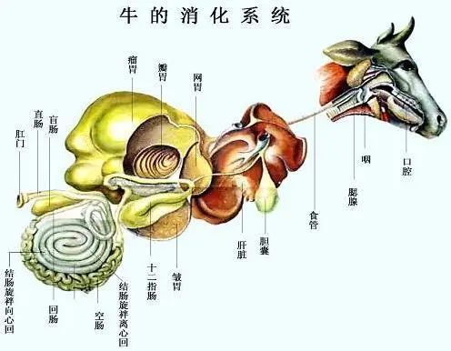 牛有4个胃,它们是瘤胃,网胃,瓣胃和皱胃.前3个胃又称前胃,无消化腺.