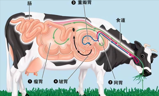 我们在吃火锅的时候,多多少少都对牛的胃有一定的了解.