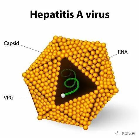 disproportionately,pediatrician 疫苗接种丨关于这五种疫苗的使用情况和接种建议,世